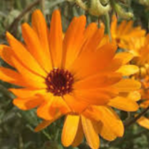 calendula