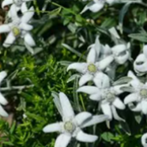 edelweiss